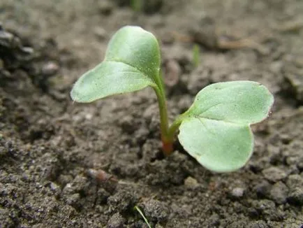 Cultivarea ridichi într-o seră în timpul iernii de vânzare anumită fotografie, video, comentarii