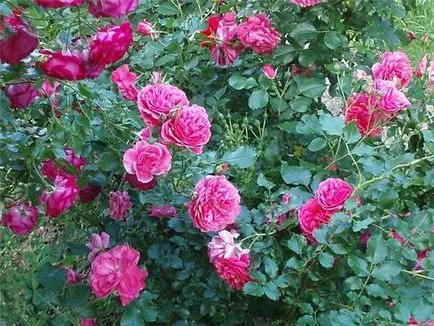 Növekvő permetező rózsa - leírás, reprodukció, gondoskodás, ültetés, fotó, használt a kertben, a fajta és