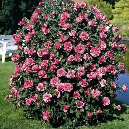 Cultivarea trandafiri de pulverizare - descriere, reproducere, de îngrijire, de plantare, fotografie, utilizate în grădină, varietatea și