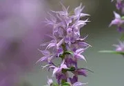 Orchis използват в народната медицина