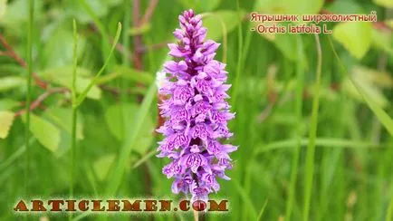 Orchis използват в народната медицина