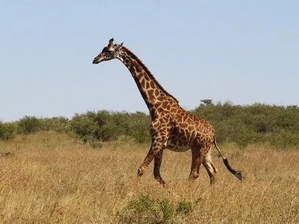 Miért egy zsiráf foltok