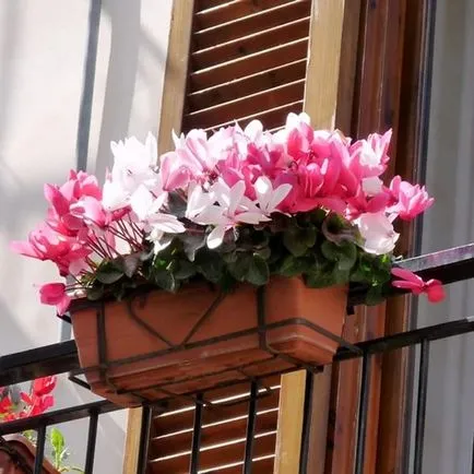 jardiniere pe balcon