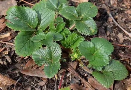 Strawberry описание сортове, особено внимание и кацане