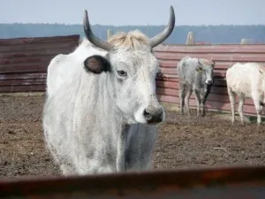 Сивите украински добитък