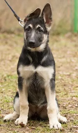 Puppy хленчове през цялото време какво да правя, ми кученце