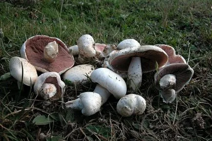 Gomba hasznos tulajdonságok és kárt, és a használata otthon főzés