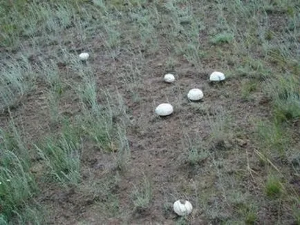 Gomba hasznos tulajdonságok és kárt, és a használata otthon főzés