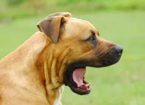 Туморът е по-ниска, горната челюст на куче - мрежа от ветеринарни центрове - medvet