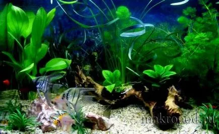 Caracteristici de îngrijire de acvariu marin