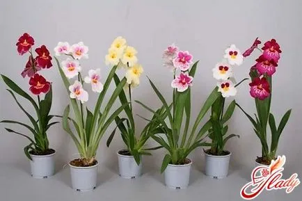 Miltonia Orchid - ексцентрична красота