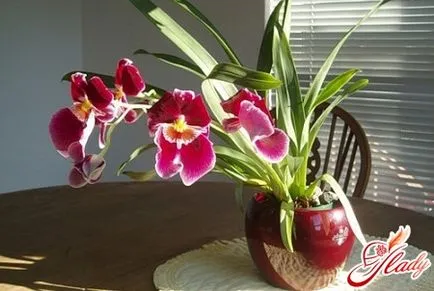 Miltonia Orchid - ексцентрична красота