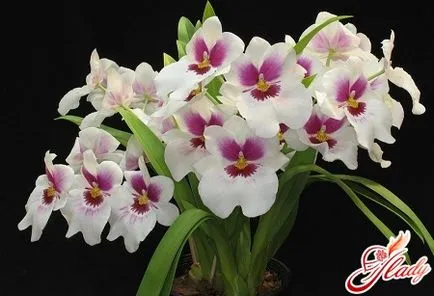 Miltonia orhidee - frumusete capricioasă