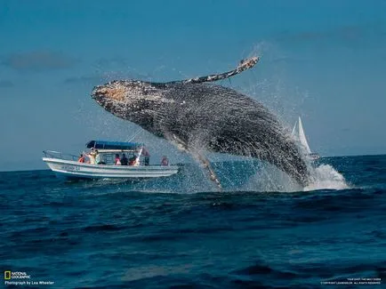 Смятате китове са опасни за хората