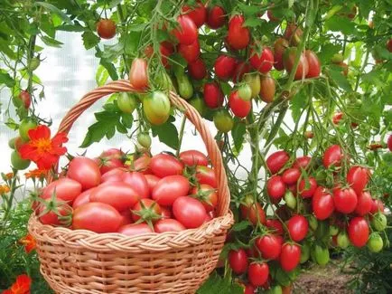 Caracteristici de tomate Cio-Cio-san