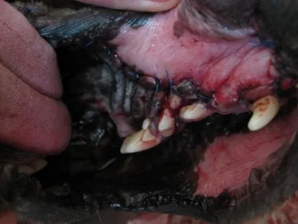Тумори на горната челюст и устната кухина при кучета и котки
