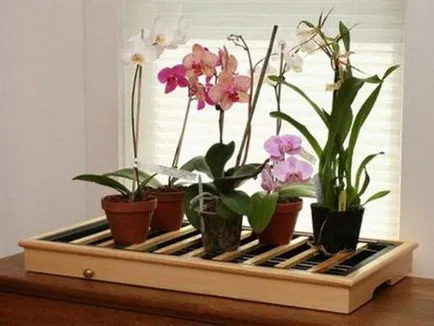 Phalaenopsis orchidea otthoni gondozást és a növekvő