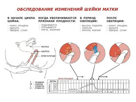 Ние определяме овулация на позицията на маточната шийка