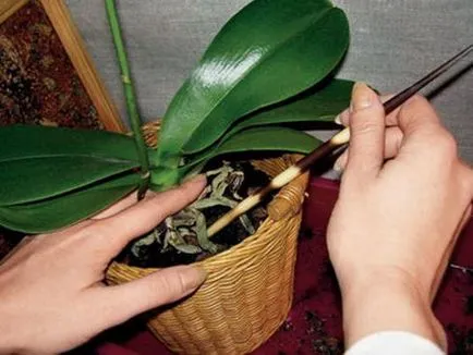 Phalaenopsis orchidea otthoni gondozást és a növekvő