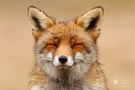 10 Delicious лисица диви изображения, ползващи се с