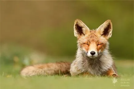 10 Delicious vulpe imagini sălbatice care se bucură de o