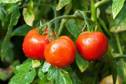 10 reguli de aur de tomate în creștere