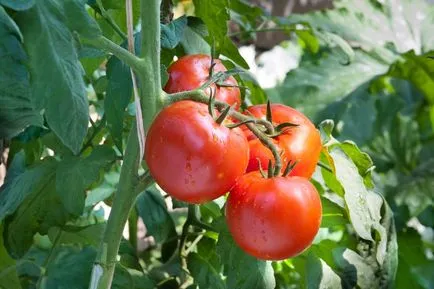 10 reguli de aur de tomate în creștere