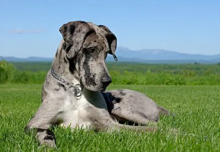 10 legélvezetesebb kutyafajták