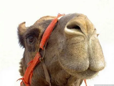 20 интересни факти за камили