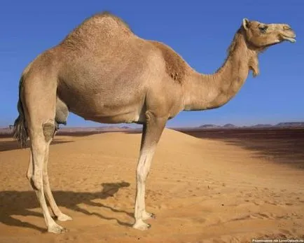 20 интересни факти за камили