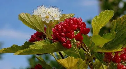 50 Fotografii physocarpus kalinolistny - plantare și îngrijire