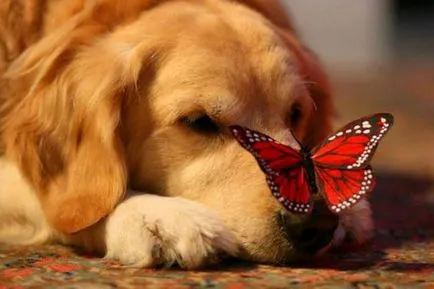 25 elviselhetetlenül aranyos kutya az orrát, hogy ült pillangó