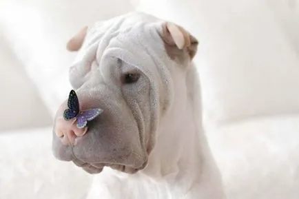 25 elviselhetetlenül aranyos kutya az orrát, hogy ült pillangó