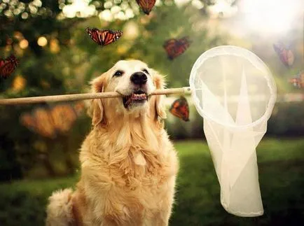 25 непоносимо сладко куче на носа, който седеше пеперуда