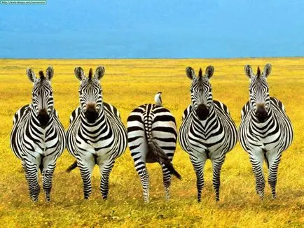 25 невероятни факти за зебри