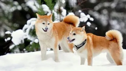 Akita Inu fotografie și descrierea rase de caini