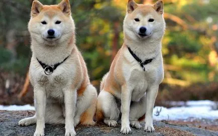 Akita Inu fotografie și descrierea rase de caini