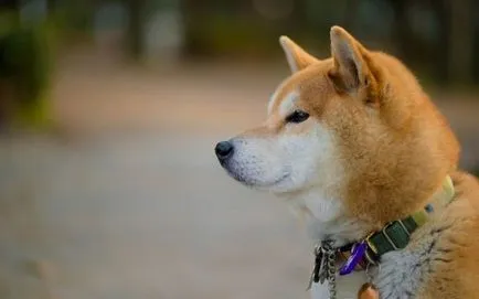 Akita Inu fotografie și descrierea rase de caini