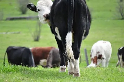 Agrobelarus - dacă este necesar pentru a opri vaci cozile