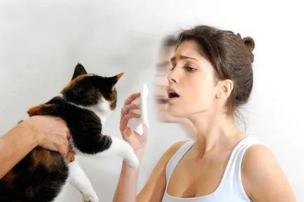 Allergia macska fejlesztés, tünetei és kezelése
