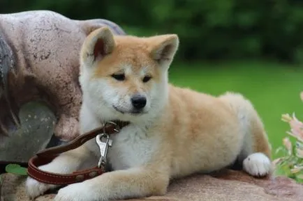 Akita Inu fotografie și descrierea rase de caini