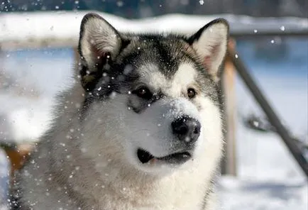 Malamut de Alaska (Malamute Alaskan) poze si descriere rasa