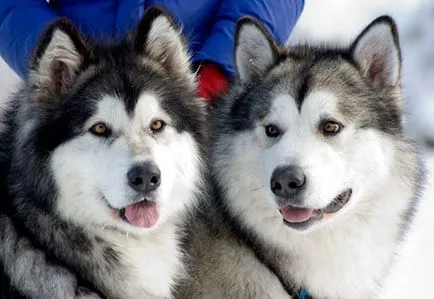 Malamut de Alaska (Malamute Alaskan) poze si descriere rasa