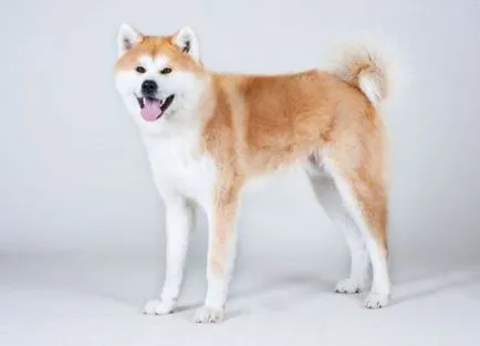 Akita Inu fotografie și descrierea rase de caini