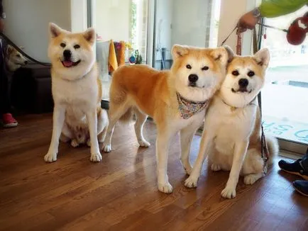 Akita Inu fotografie și descrierea rase de caini