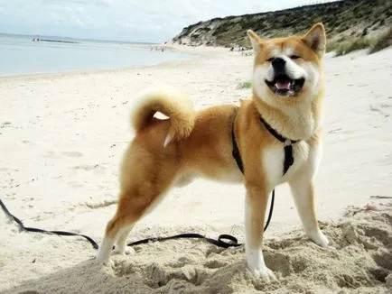 Akita Inu fotografie și descrierea rase de caini