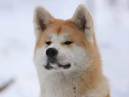 Akita Inu fotografie și descrierea rase de caini