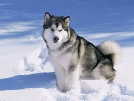 Malamut de Alaska (Malamute Alaskan) poze si descriere rasa