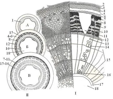 Structura anatomică a tulpinii