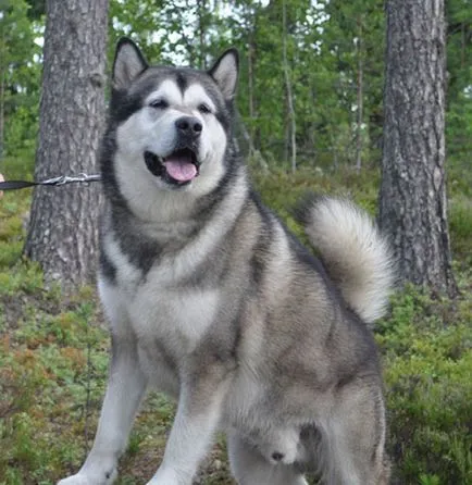 Malamut de Alaska (Malamute Alaskan) poze si descriere rasa